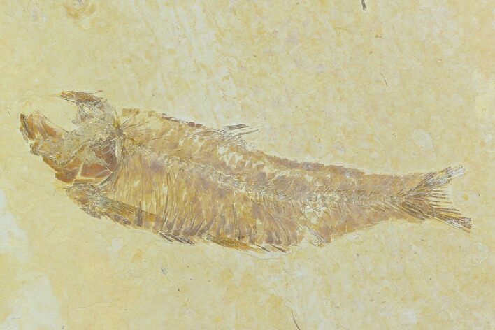 Bargain Fossil Fish (Knightia) - Wyoming #120003